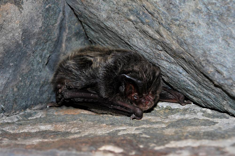 Mopsfledermaus Klaus Krahn