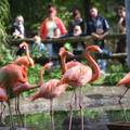 9_Stadtpark-2_Amerika Tierpark.jpg