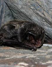 Mopsfledermaus Klaus Krahn