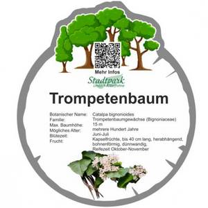 trompetenbaum 41