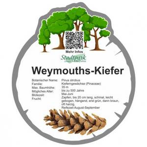 weymouths kiefer 45