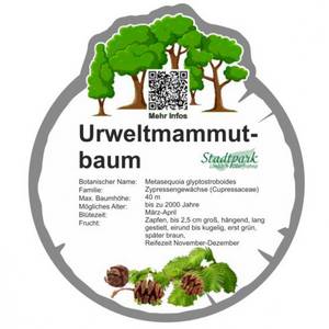 urweltmammutbaum 43