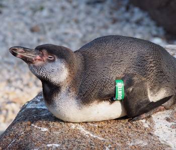 Humbold-Pinguine gehören zu den Publikumsmagneten © Jacqueline Meurer